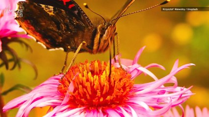 These Animals Have the Weirdest Eating Habits