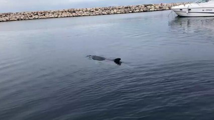 Fos : la vidéo d'un dauphin nageant dans le port fait le buzz