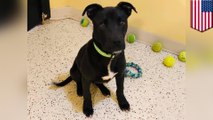 Iowa shelter puppy survives euthanasia attempt