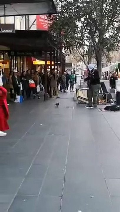 Un adorable pigeon danse sur une chanson jouée par un chanteur dans la rue