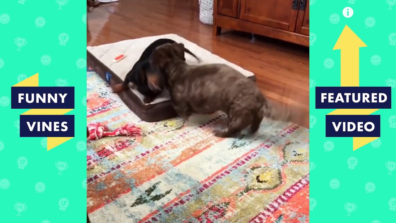TRY NOT TO LAUGH - Cute ANIMALS   Funny Videos January 2019