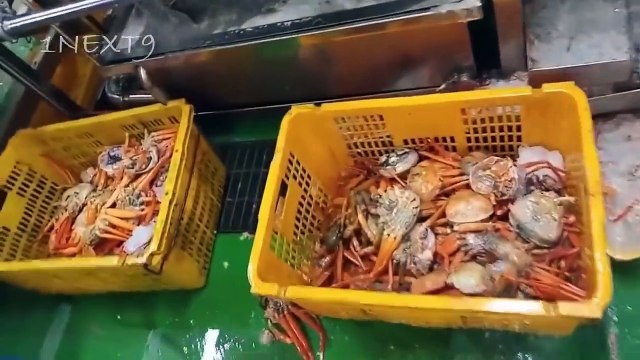 Extreme Modern Automatic Crab Process Machine, Amazing Smart Crab Processing Machines Factory