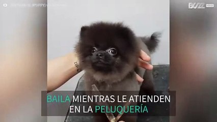 El perrito que rompe las redes con su curioso baile