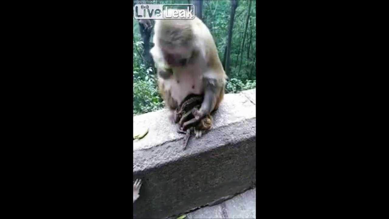 Cette maman singe garde toujours avec elle son bébé mort