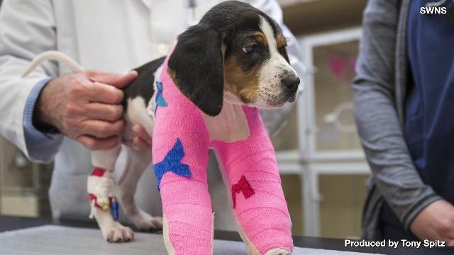Puppy Born With Upside Down Paws Receives Life Changing Operation