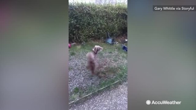 Dog can't contain excitement as he sees snow for 1st time