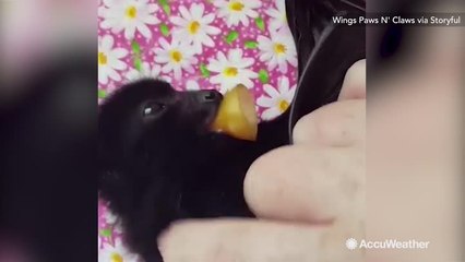 Baby bat gets bath as heatwave continues