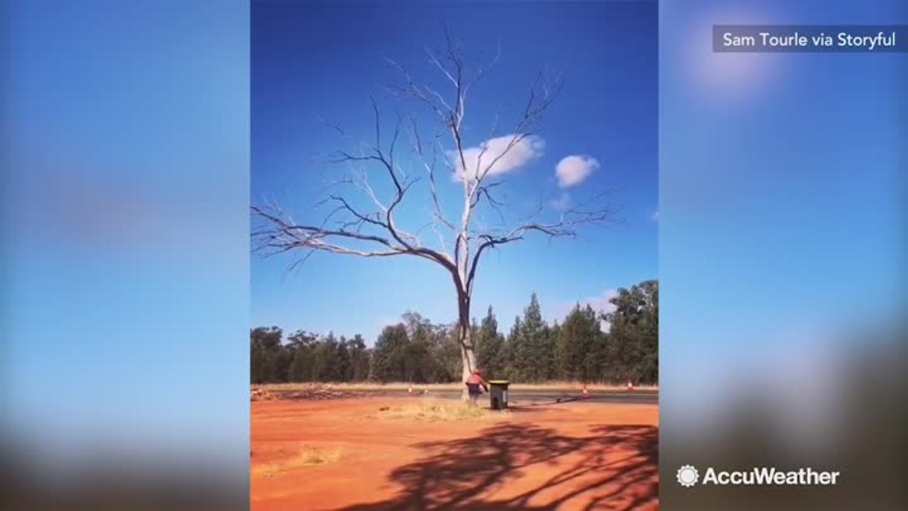 Never felled better: Tree ‘resurrected' after being cut down