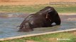 Elephants cool off in pool amid heat wave