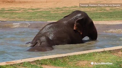 Elephants cool off in pool amid heat wave