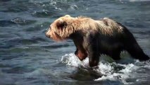 Brown Bears fishing at Brooks River Falls, Katmai Nat'l Pk, Alaska (HD)