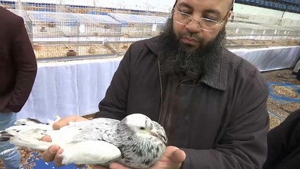 القاهرة تستضيف أكبر معرض للحمائم باختلاف أشكالها