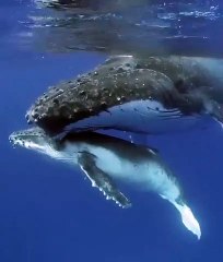 Le chant des baleines est magnifique