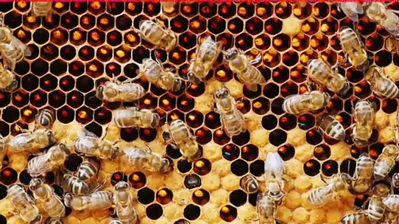 6 Foods That Can Last A Decade