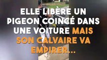 Elle sauve un pigeon mais ce dernier va subir un terrible coup du sort...