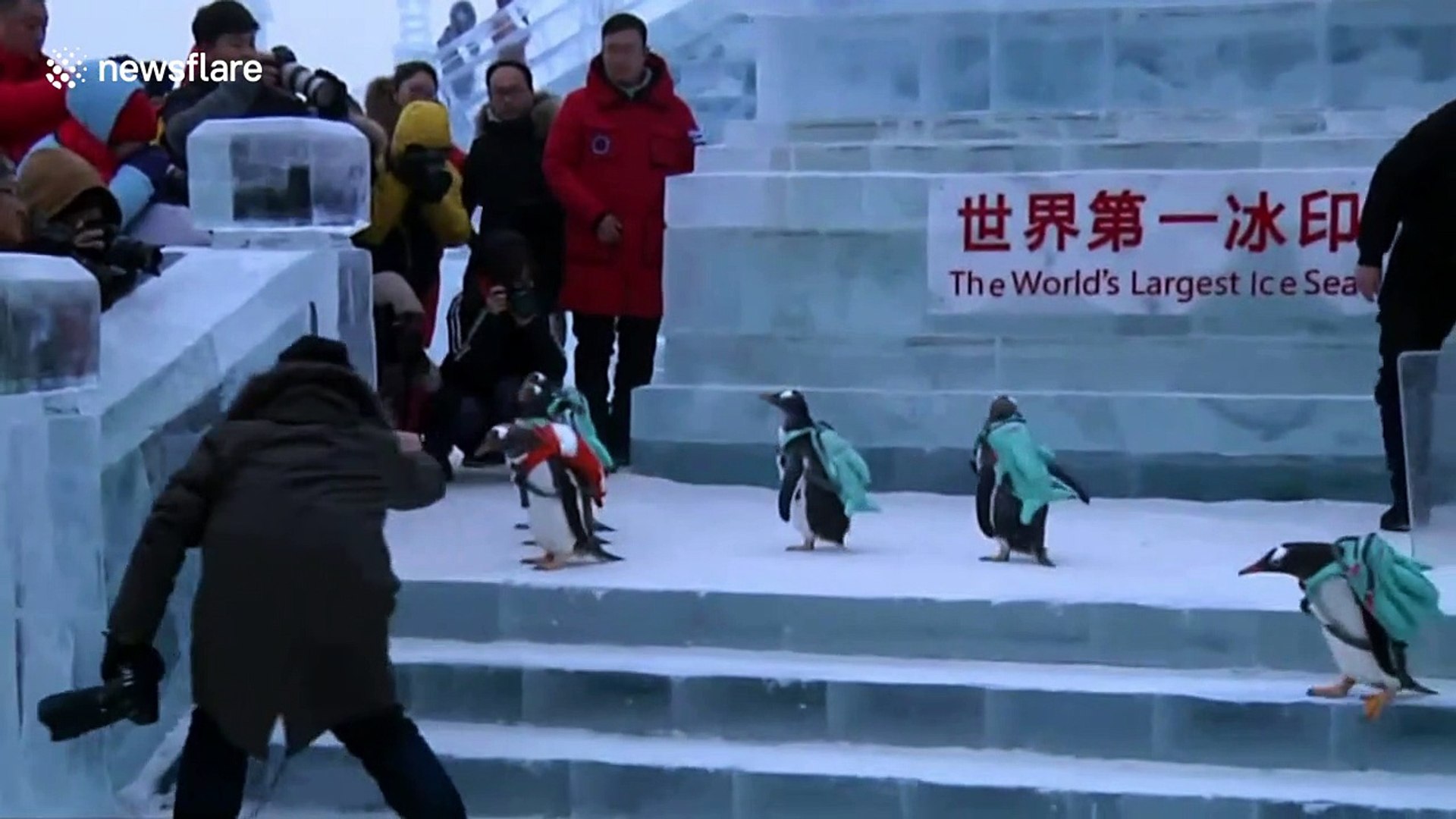 Backpack-Wearing Penguin Slides Into China's Ice Festival 