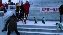 Backpack-clad penguins at Harbin snow festival angers Chinese netizens