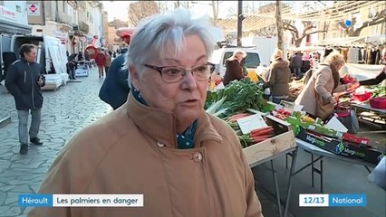 Hérault : les palmiers menacés de disparition