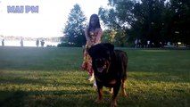 Rottweiler Dogs Protecting Babies and Kids Compilation  - Dog Protection Videos