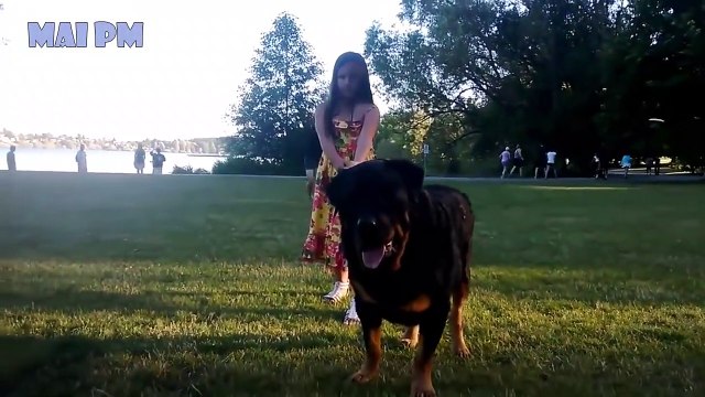 Rottweiler Dogs Protecting Babies and Kids Compilation - Dog Protection Videos