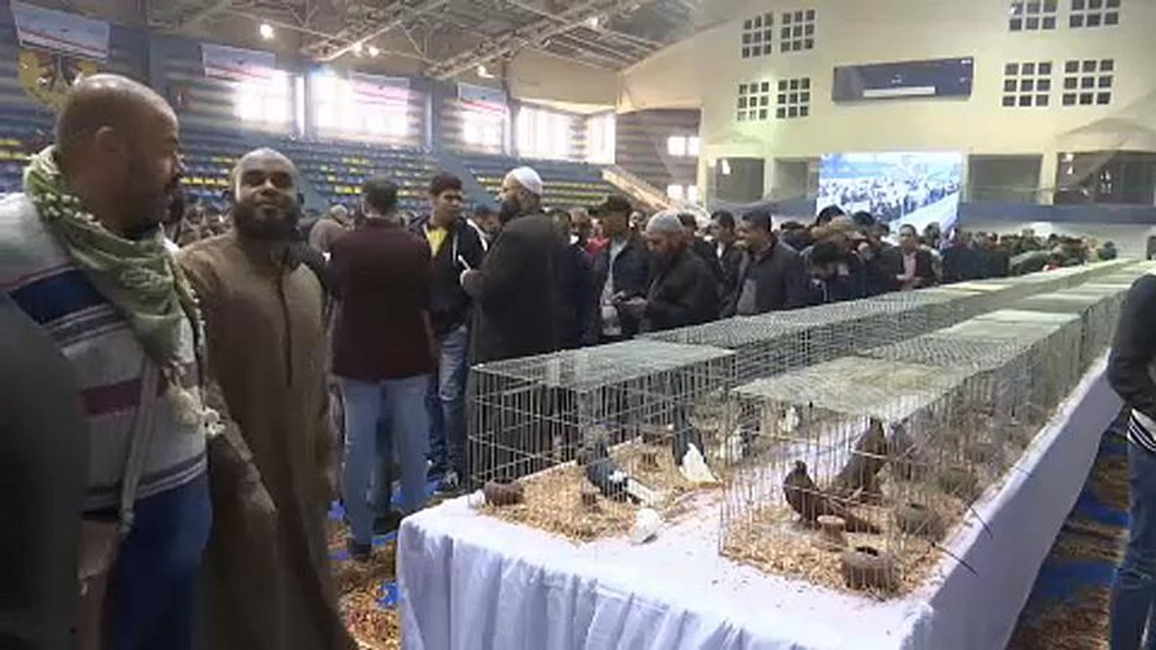 Taube mit Locken und andere Seltenheiten