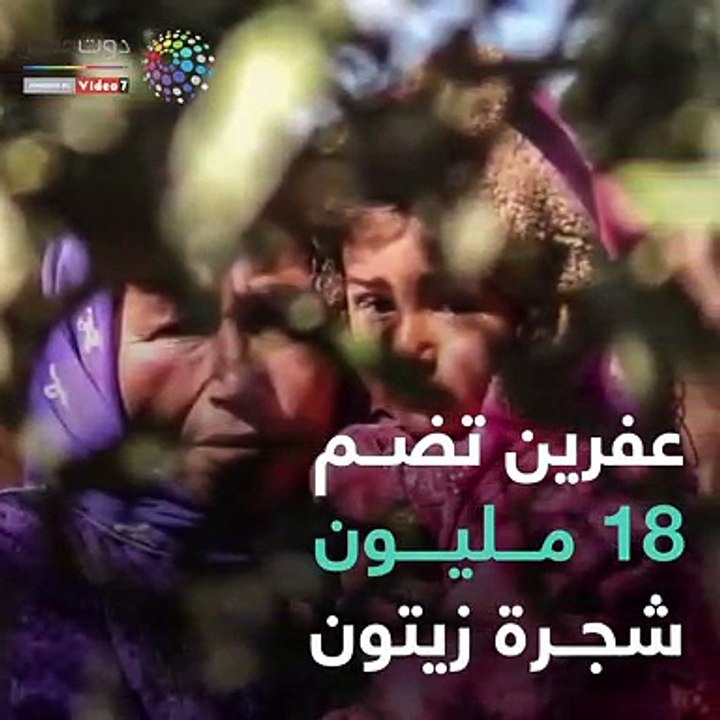 لماذا اختار أردوغان اسم غصن الزيتون لعملية احتلال عفرين