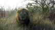 Quand un Lion charge une voiture au parc Krueger en Afrique du Sud
