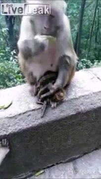 Tellement triste, cette maman singe ne lâche pas son bébé mort
