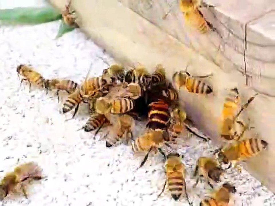 Des abeilles font face à un frelon : combat impressionnant