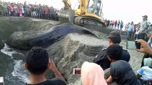 Ils enterrent le corps d'une baleine échouée sur la plage