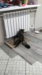 Cat Falls Asleep in Precious Pose