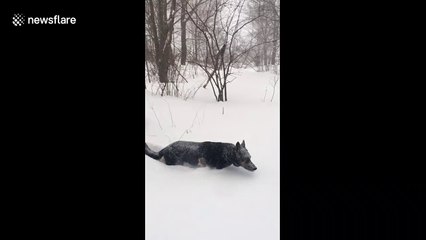 German Shepherd wades through snow as winter storm strikes East Coast