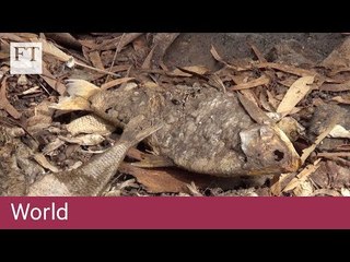 1m fish killed in Australian river catastrophe