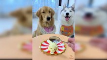 Dog Reaction to Cutting Cake