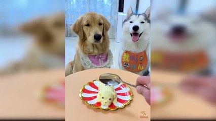Dog Reaction to Cutting Cake