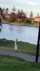 Dog and Dolphin Swim and Play Together
