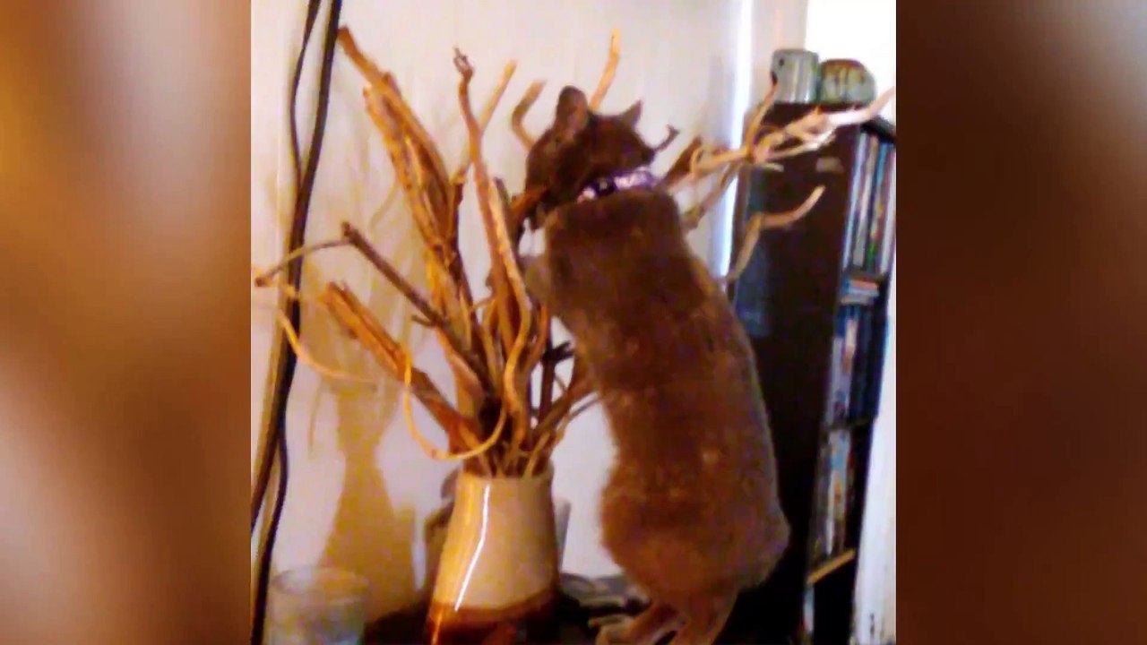 CATS ARE JERKS! Try Not to Laugh - Hilarious Grumpy Cats Compilation - Funny Pets Clips!