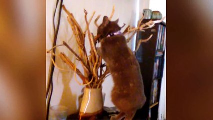 CATS ARE JERKS! Try Not to Laugh - Hilarious Grumpy Cats Compilation - Funny Pets Clips!