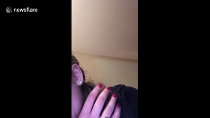 Twinkie the parrot bops along to sound of own squawking