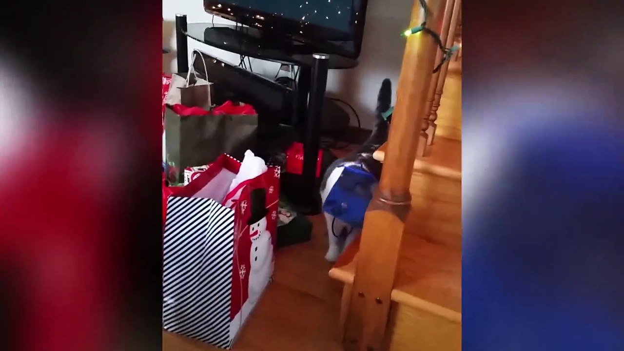 Cats are Weird  Silliest Cat Compilation - Funny Pet Clips