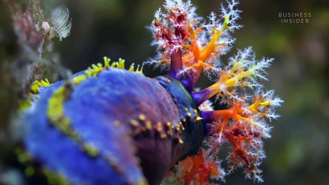 Why Sea Cucumbers Are So Expensive _ So Expensive video Dailymotion