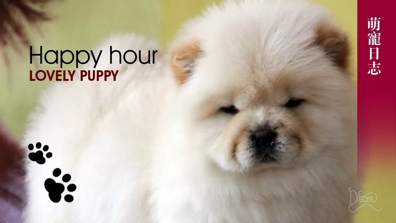 Lovely animals-Happy hour