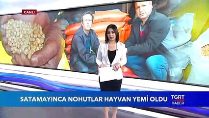 Nohutlar Satılamayınca Hayvan Yemi Oldu
