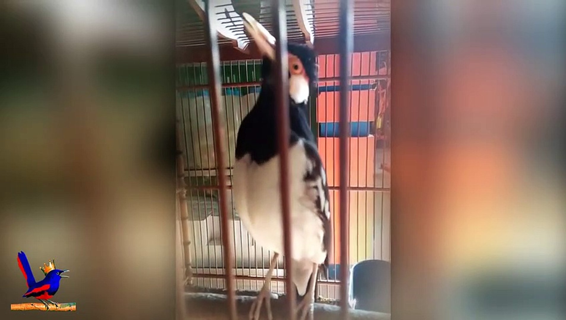 Kicau Burung Jalak Suren Gacor Suara Bawel Ga Mau Diem Video