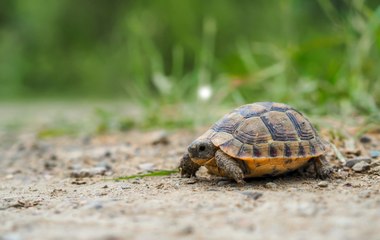Les animaux sacrés autour du monde