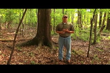Westervelt Wildlife Wisdom, Managing Hardwoods