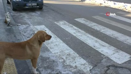 Köpeklerin Yaya Geçidini Kullandığı İlginç Anlar Kamerada