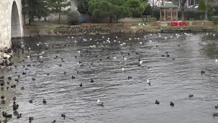 İstanbul Küçükçekmece Gölü'ndeki Binlerce Kuşu Çöpe Atılan Ekmeklerle Besliyorlar