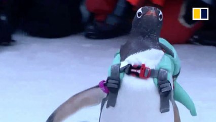 Penguins get backpacks in China - but not everyone’s a fan