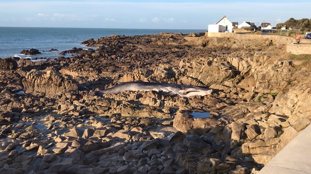 Une baleine s’échoue sur les rochers du port Saint-Michel